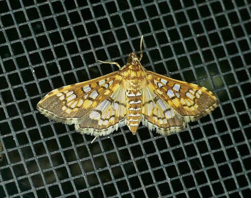 Image of Assembly Moth