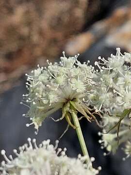 Image of Thapsia scabra (Cav.) Simonsen, Rønsted, Weitzel & Spalik