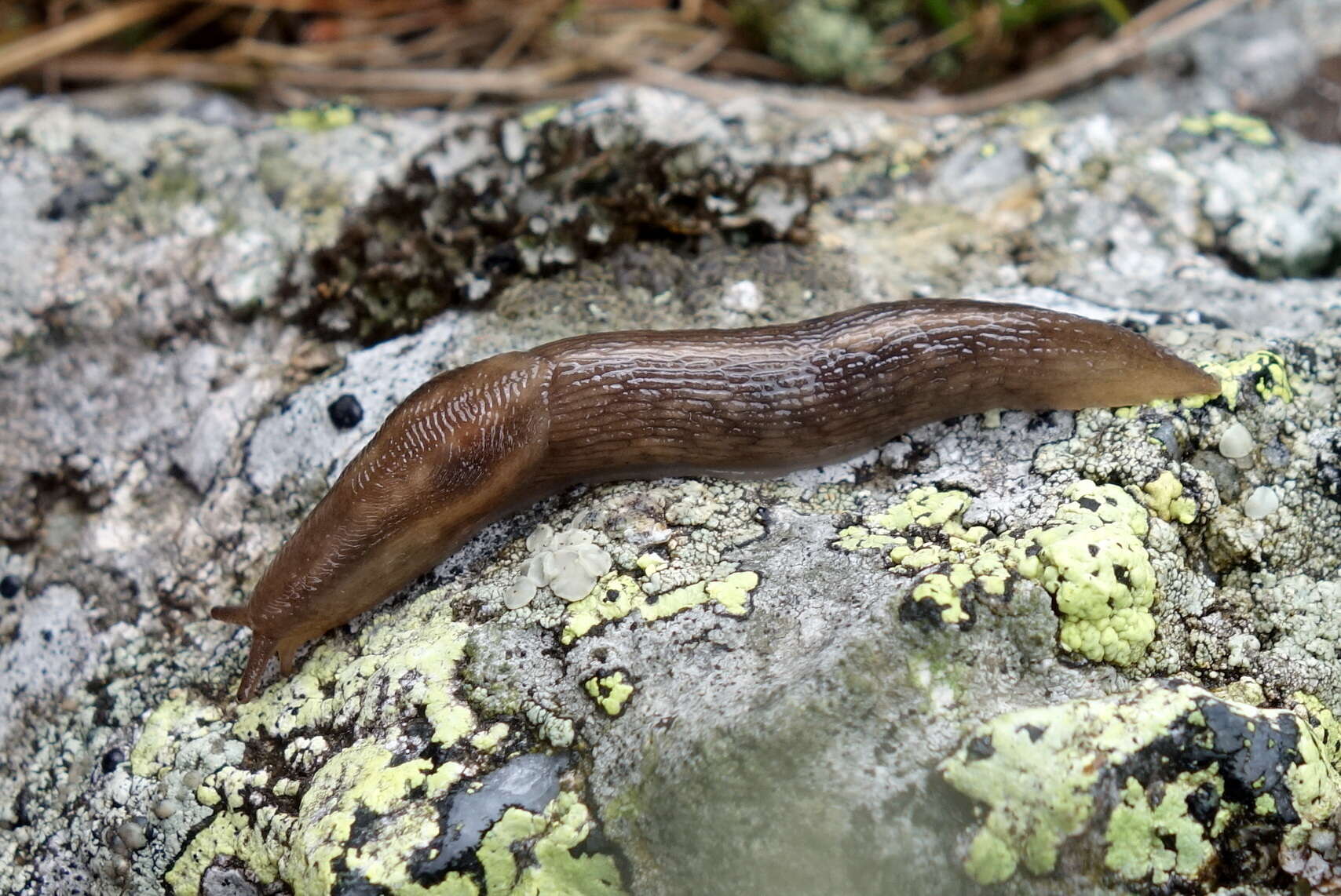 Image de Lehmannia rupicola Lessona & Pollonera 1882