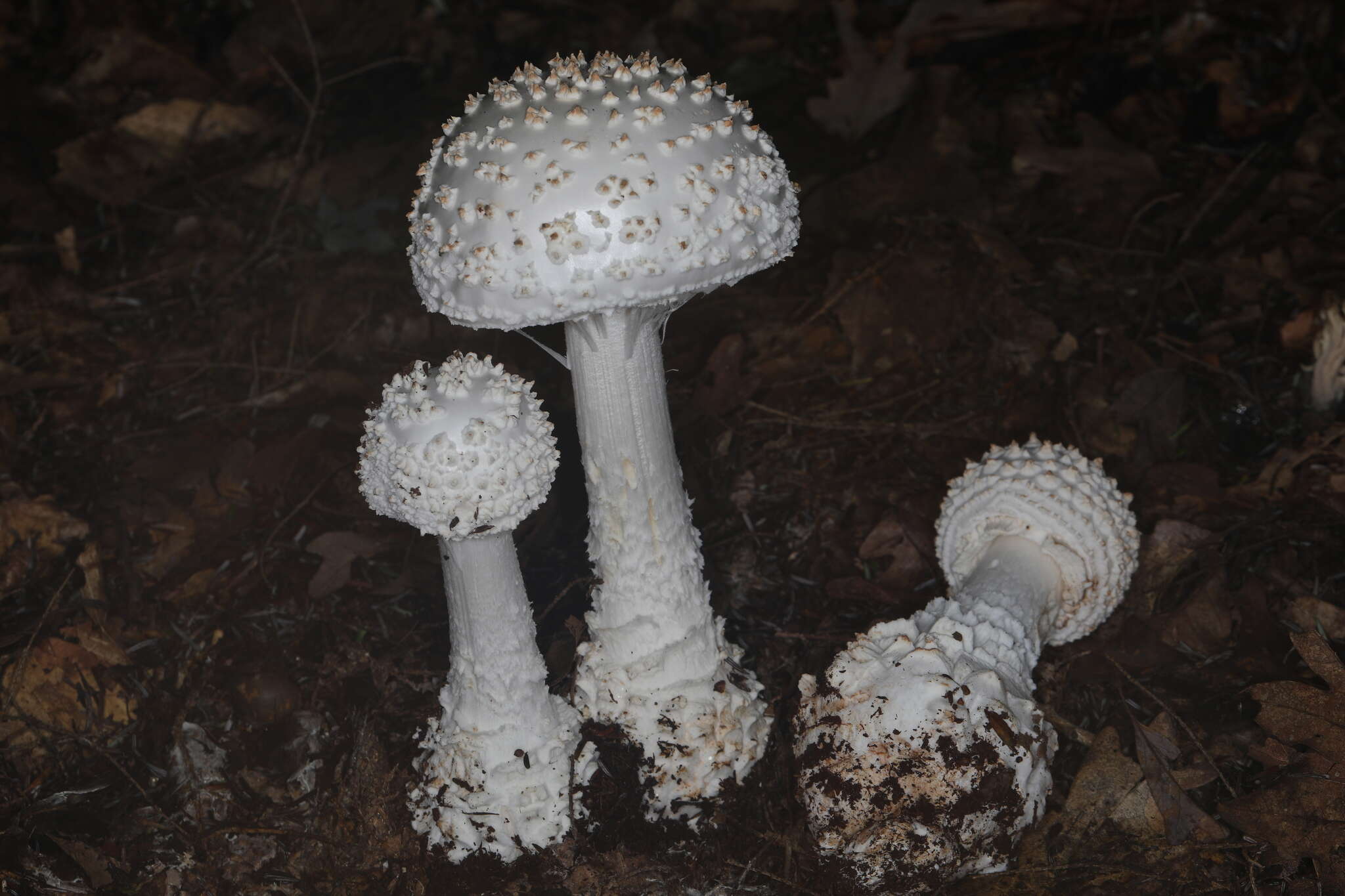 Image of Coker's amanita