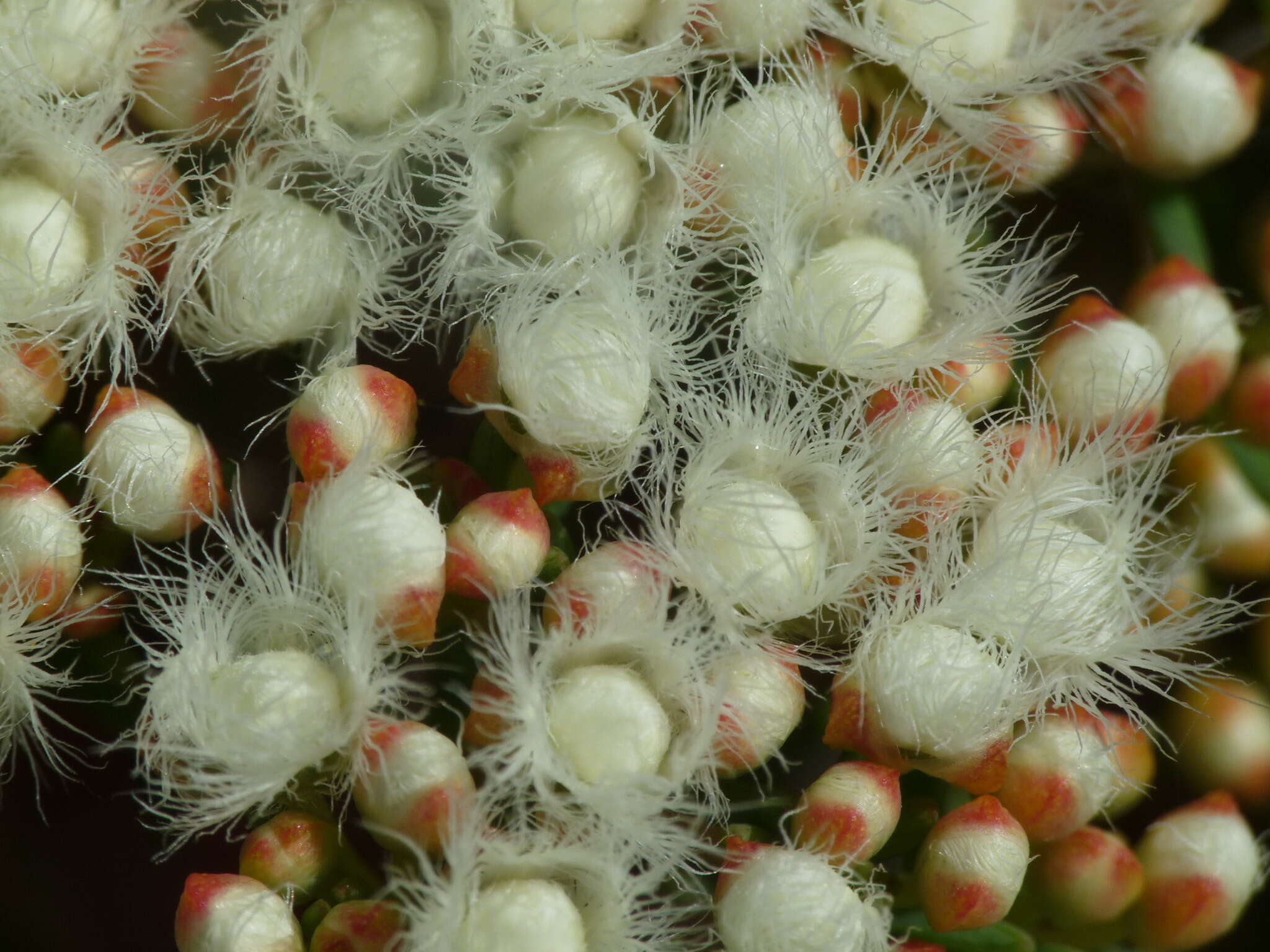 Verticordia polytricha Benth. resmi