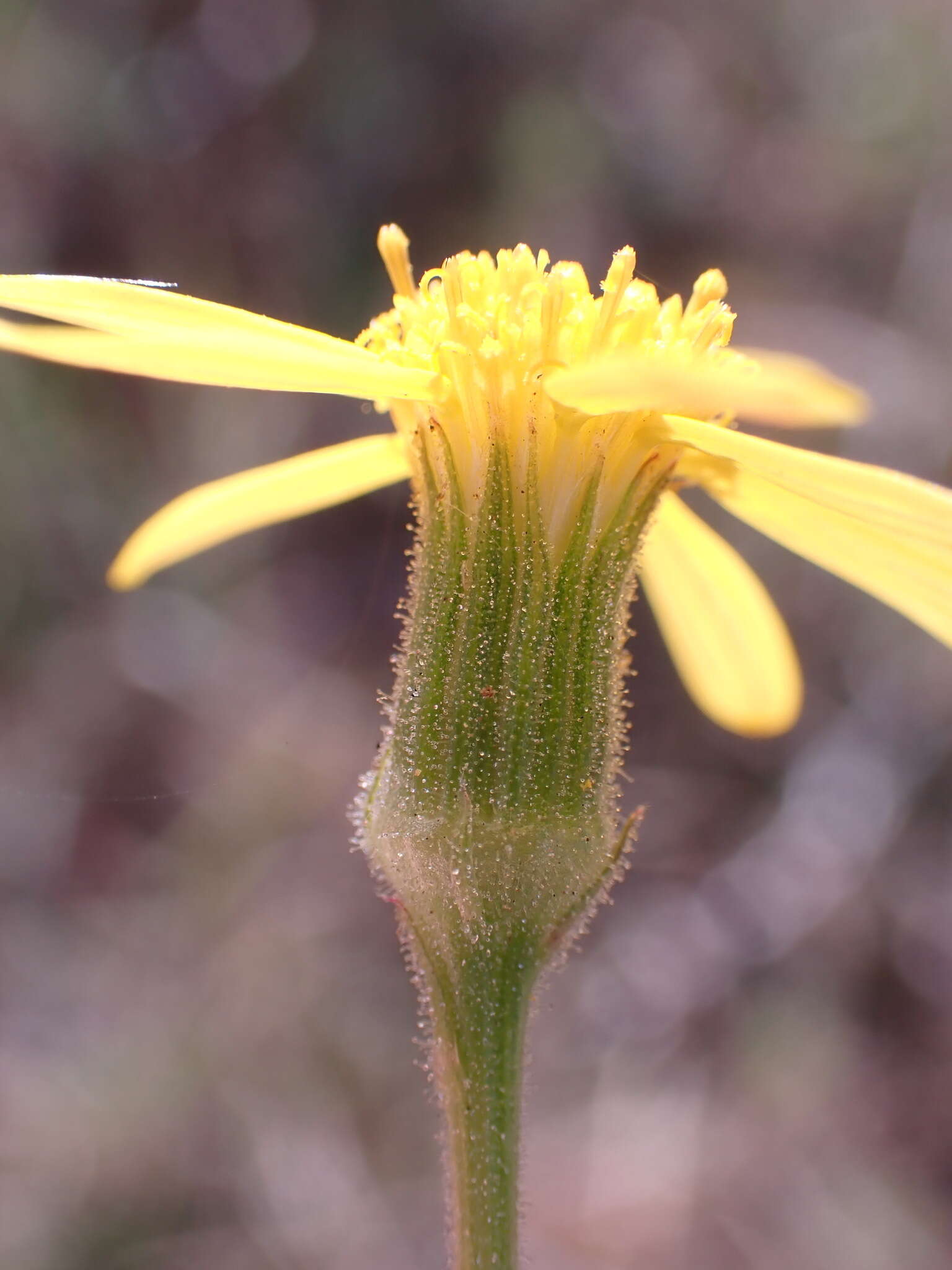 Image of Senecio hastatus L.