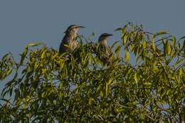 Image of Yucatan Wren