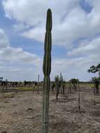 Cereus repandus (L.) Mill. resmi