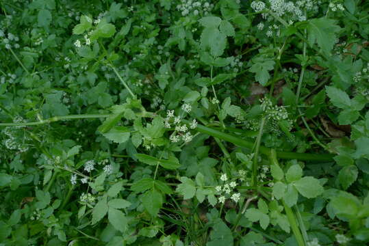 Image of Fool's-Watercress