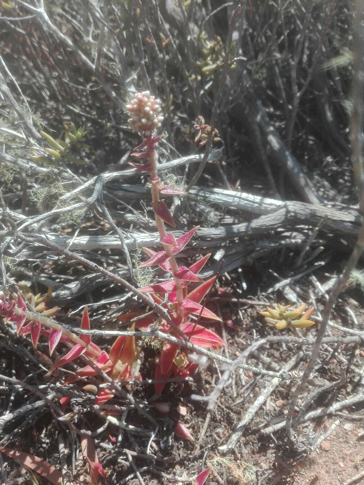 Image of Crassula capitella subsp. thyrsiflora (Thunb.) Tölken