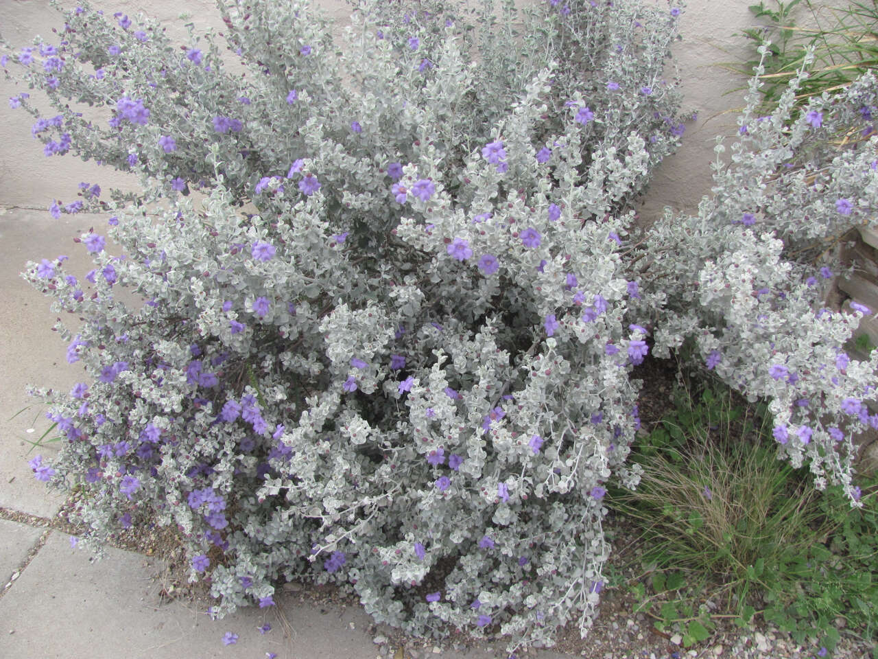 Image of Brewster County barometerbush