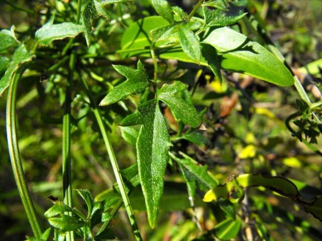 Image of Clematis fawcettii F. Müll.