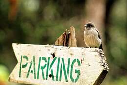 Image of Abyssinian Slaty Flycatcher