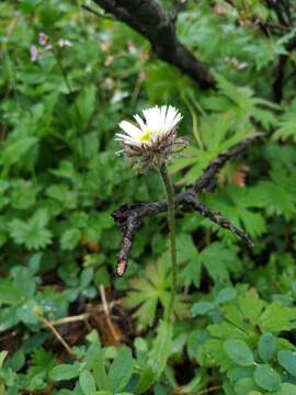 Imagem de Erigeron eriocalyx (Ledeb.) Vierhapper