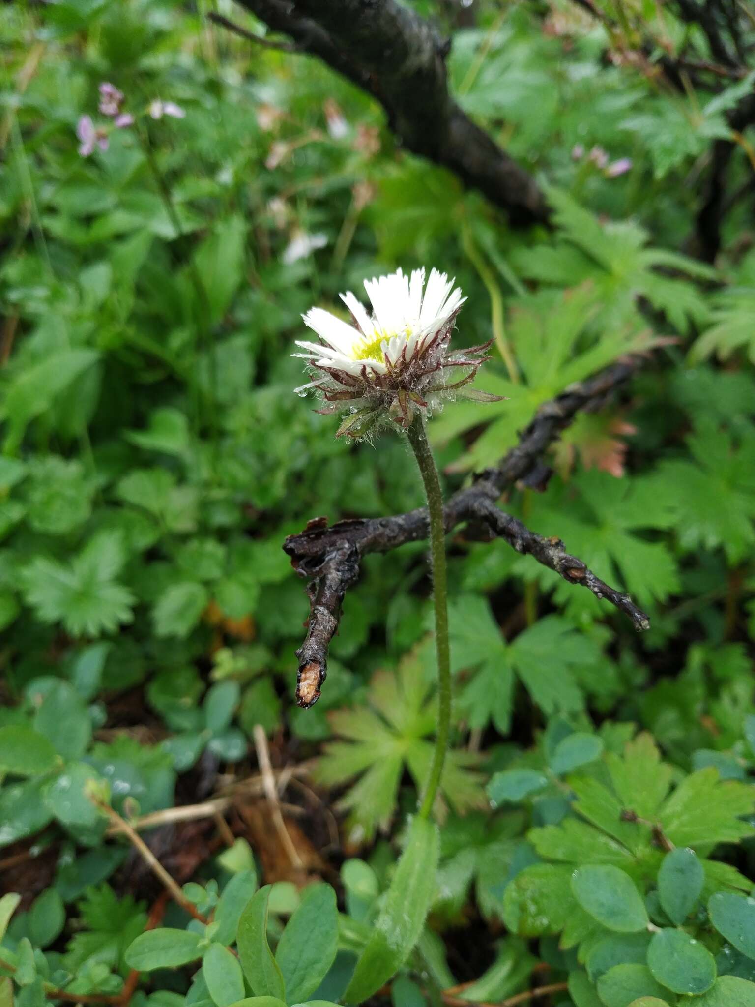 Image of Erigeron eriocalyx (Ledeb.) Vierhapper