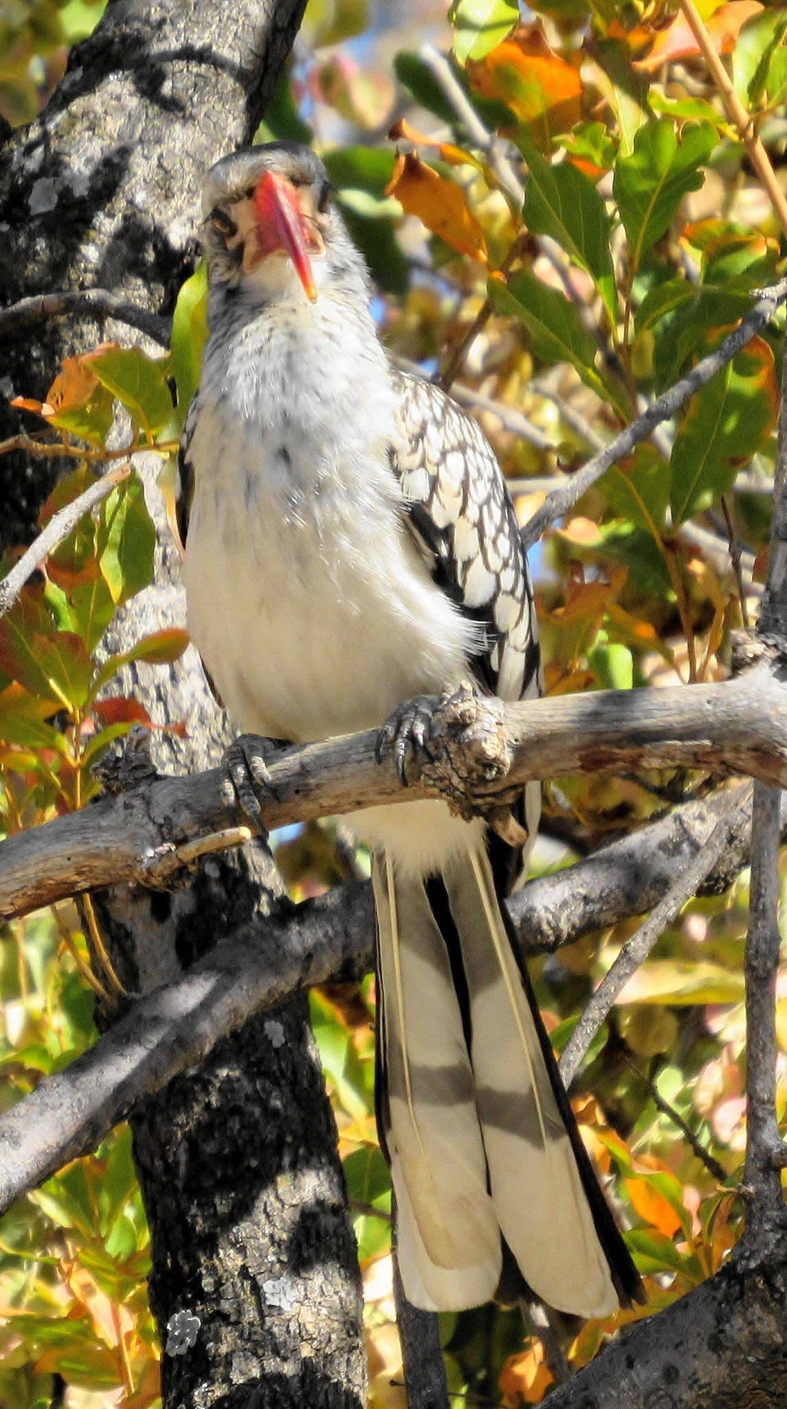 Image of Southern Red-billed Hornbill