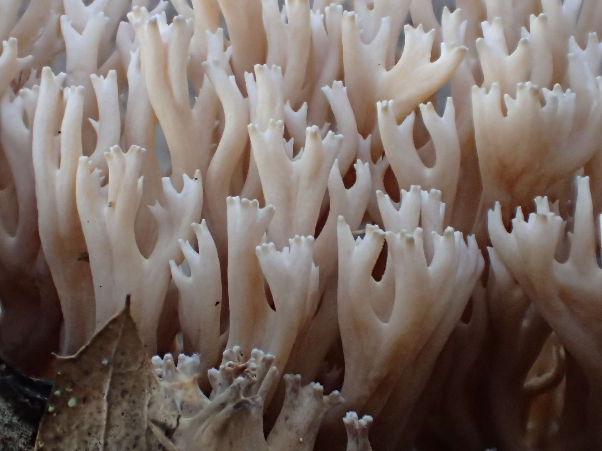 Image of Ramaria pinicola (Burt) Corner 1961