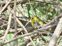 Image of Blue-winged Warbler