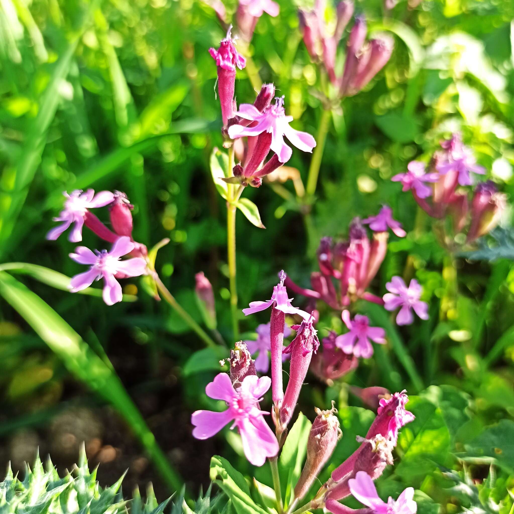 Silene aegyptiaca (L.) L. fil.的圖片