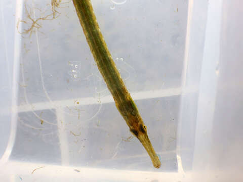 Image of Great Pipefish