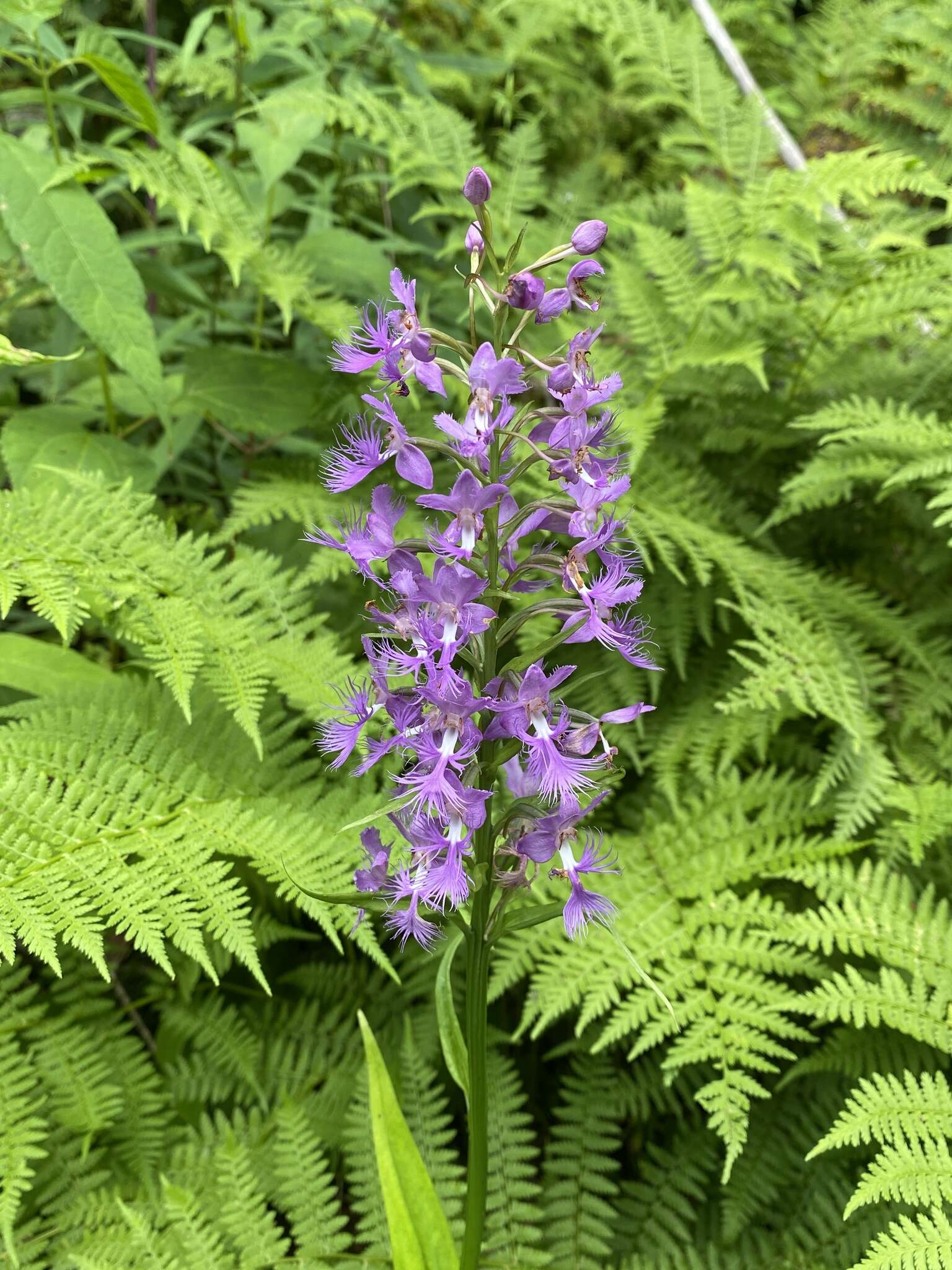 Image de Platanthera shriveri P. M. Br.