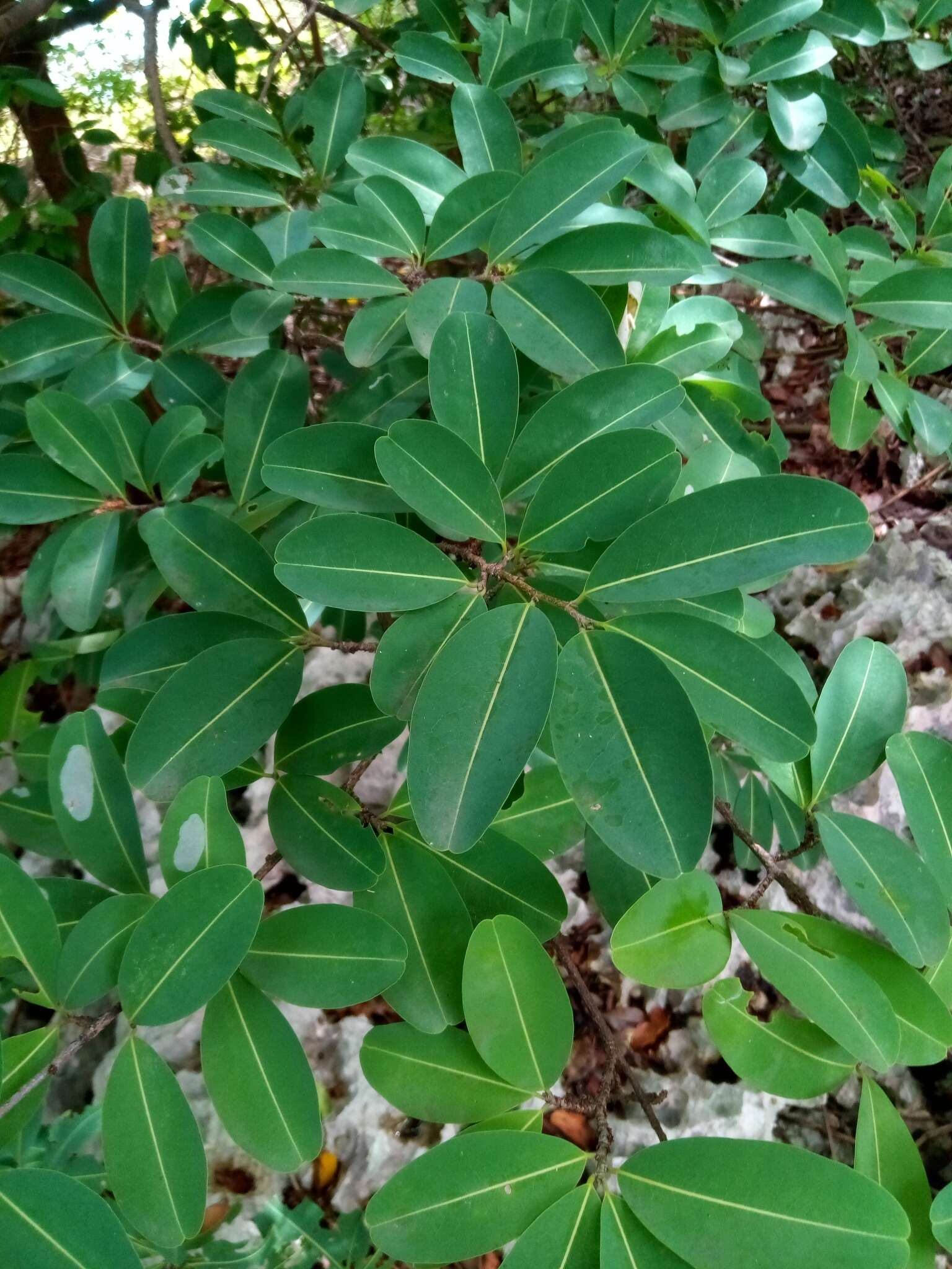 Image de Erythroxylum areolatum L.