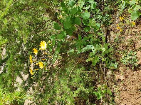 Image of Blackstonia grandiflora (Viv.) Pau