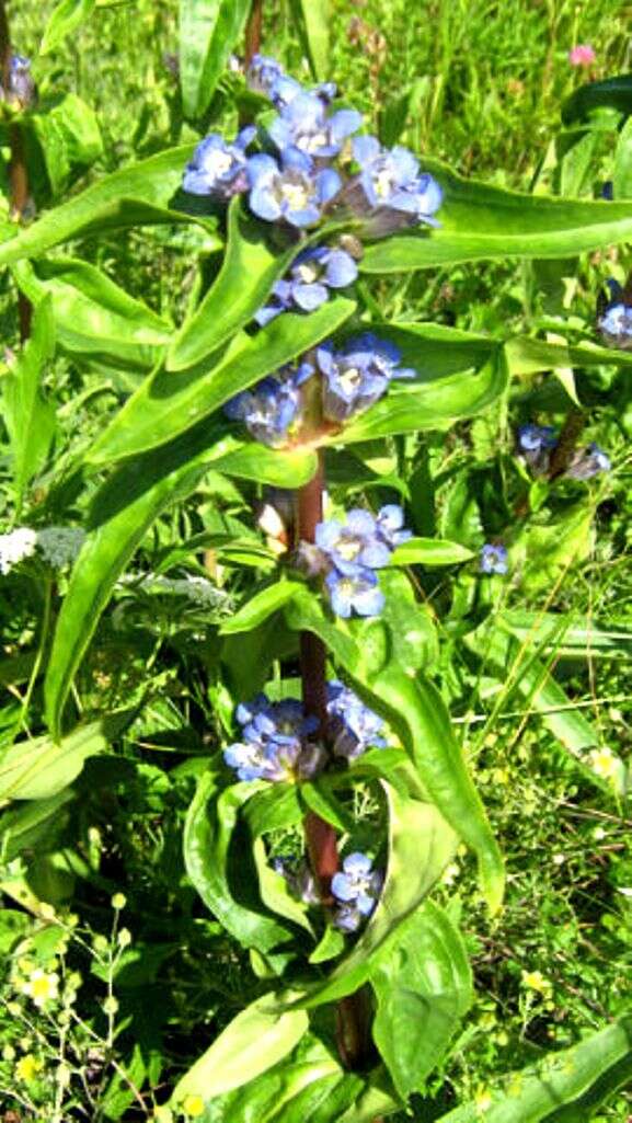 Image of Cross gentian