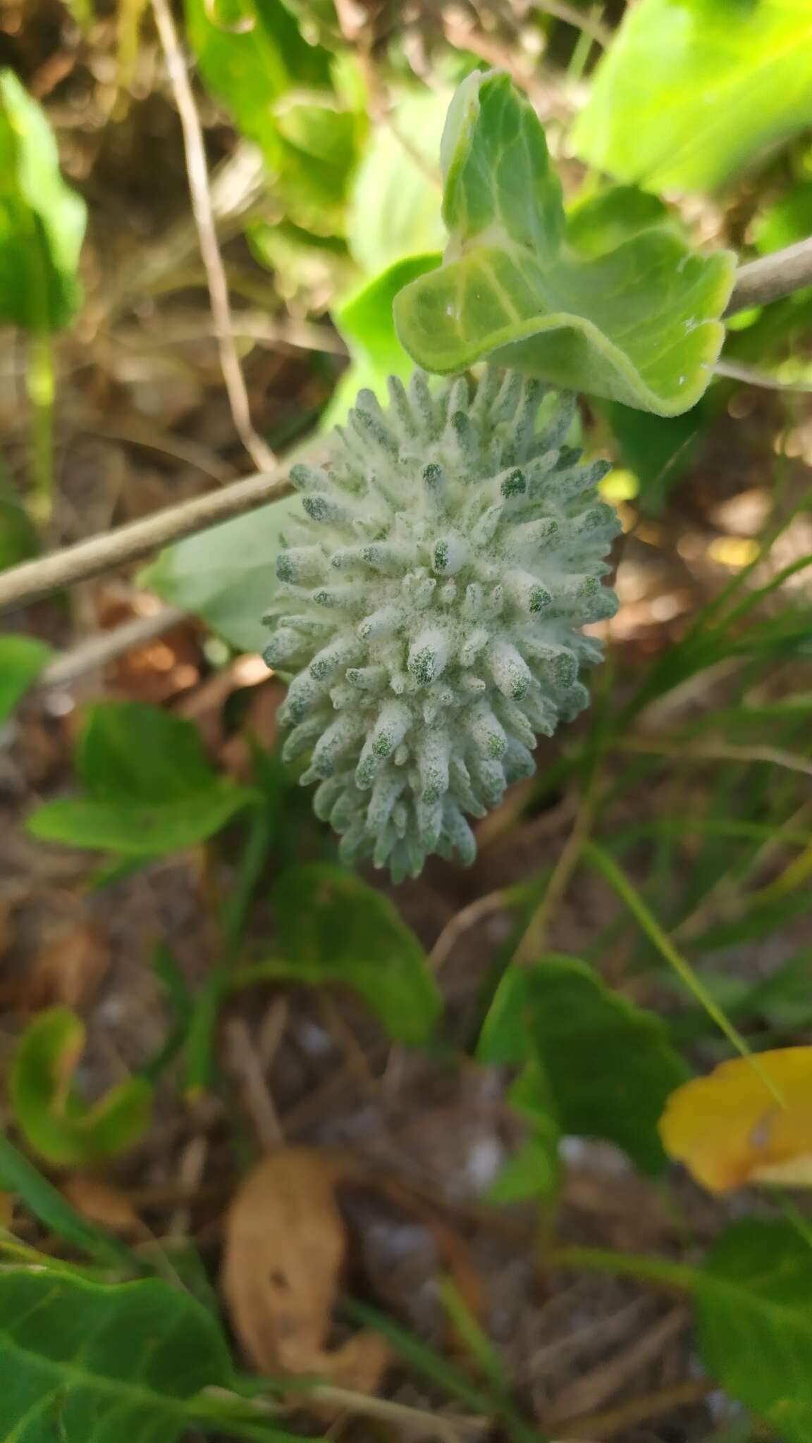 Ibatia ganglinosa (Vell.) Morillo的圖片