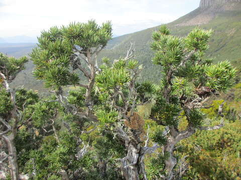 Image of Olearia pinifolia (Hook. fil.) Benth.