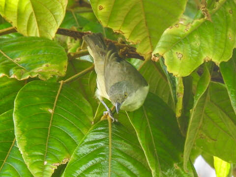 Image of Black-faced Dacnis