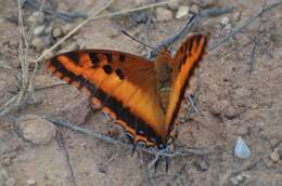 Image of Charaxes druceanus proximans Joicey & Talbot 1922