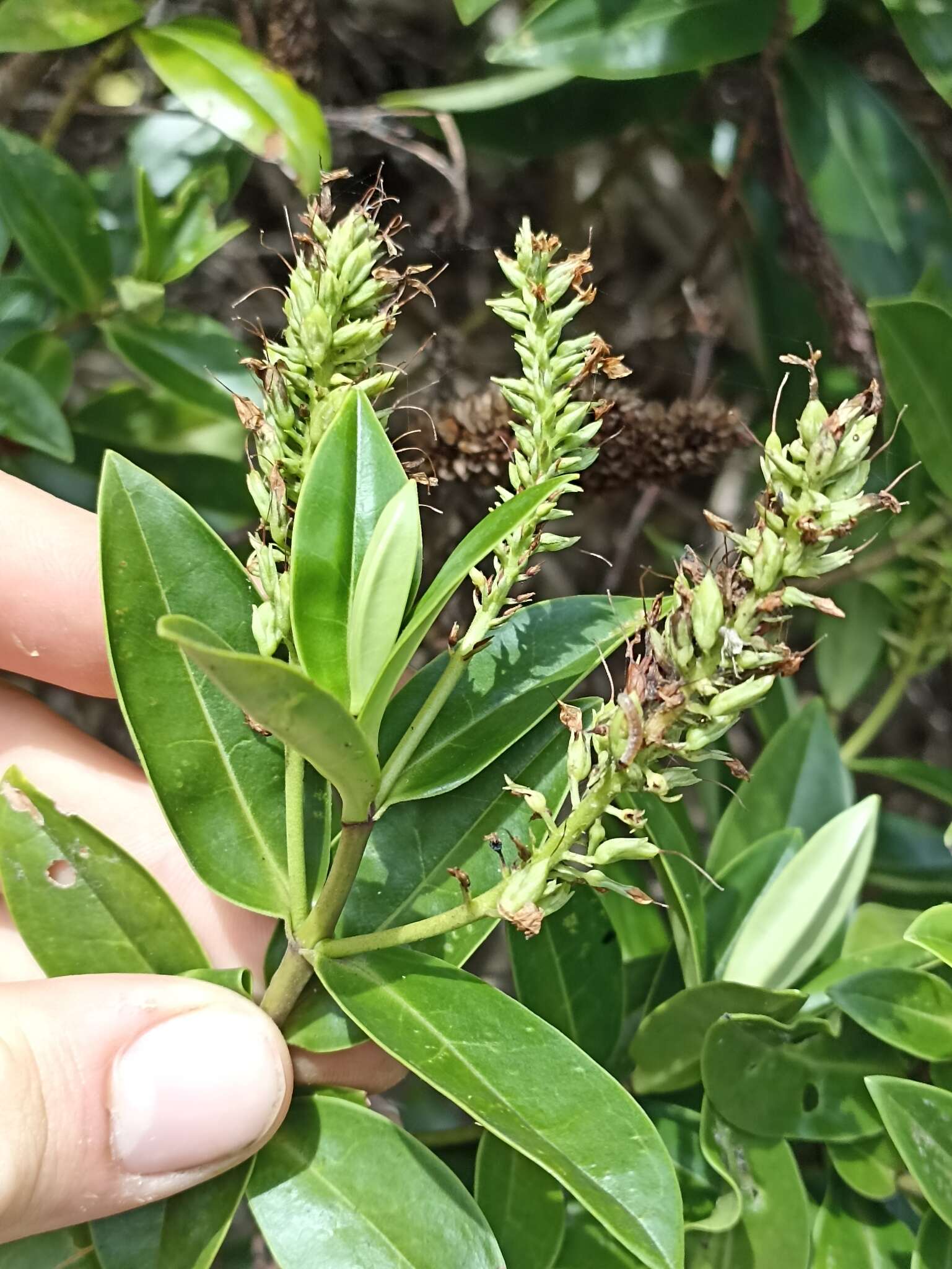 صورة Veronica bollonsii Cockayne