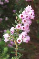 Image de Erica caterviflora Salisb.