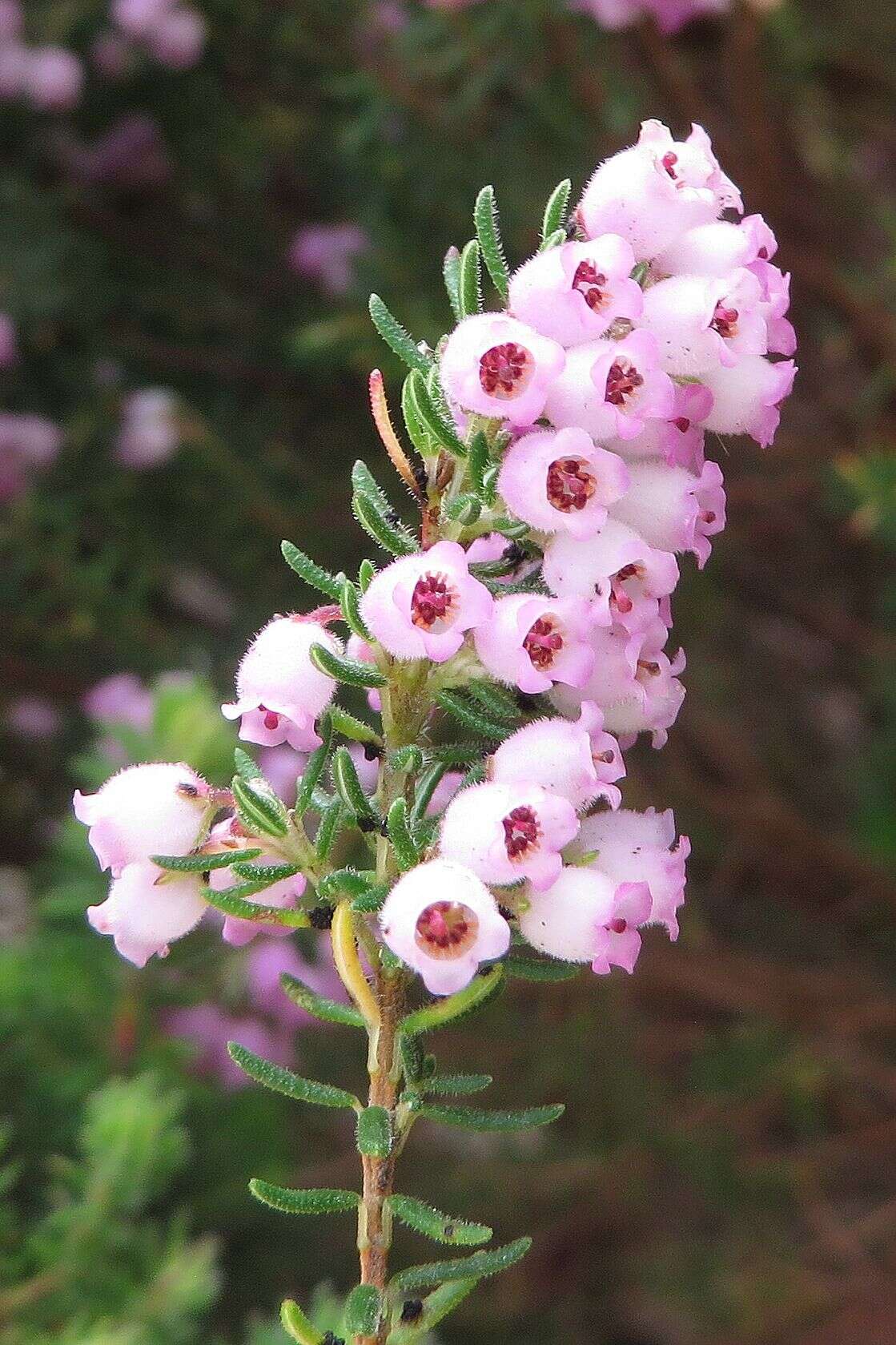 Image de Erica caterviflora Salisb.