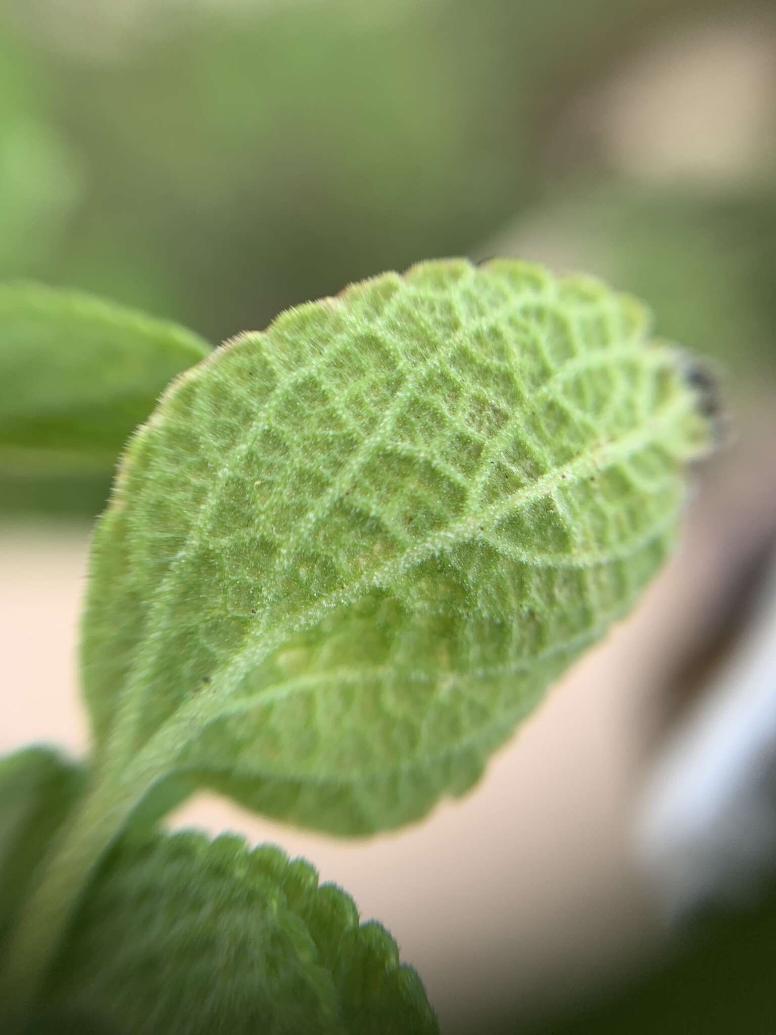 Image of Salvia chamaedryoides Cav.