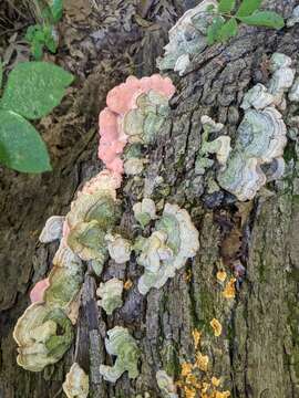 Image of False turkeytail