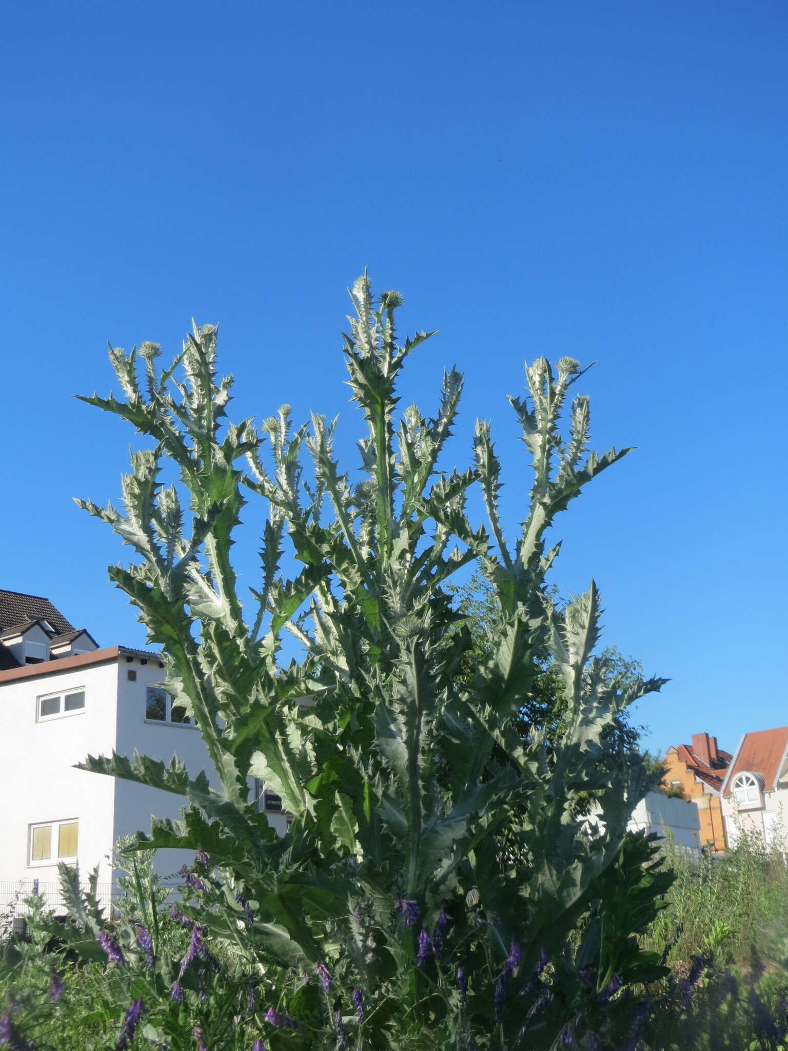 Image of Cotton Thistle