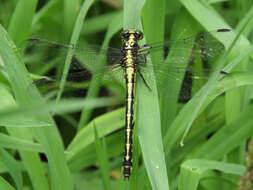 Image of Riverine Clubtail