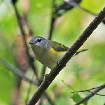 Image of American Redstart