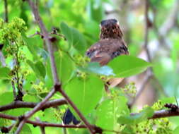 Image of Bearded Scrub Robin