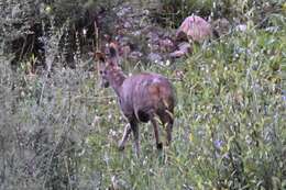 Image of Alpine Musk Deer