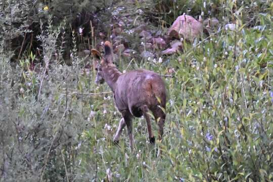 Imagem de Moschus chrysogaster (Hodgson 1839)