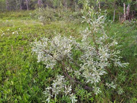 Image of Salix lapponum L.