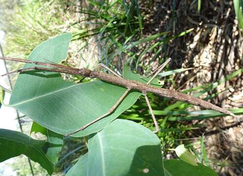 Image of Anchiale austrotessulata Brock & Hasenpusch 2007