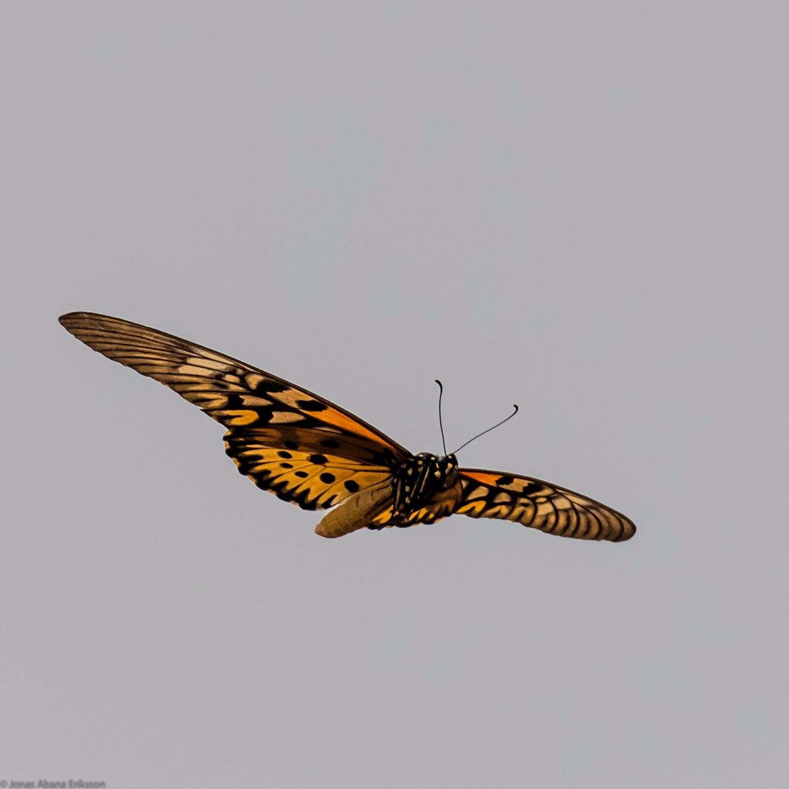 Image of African Giant Swallowtail