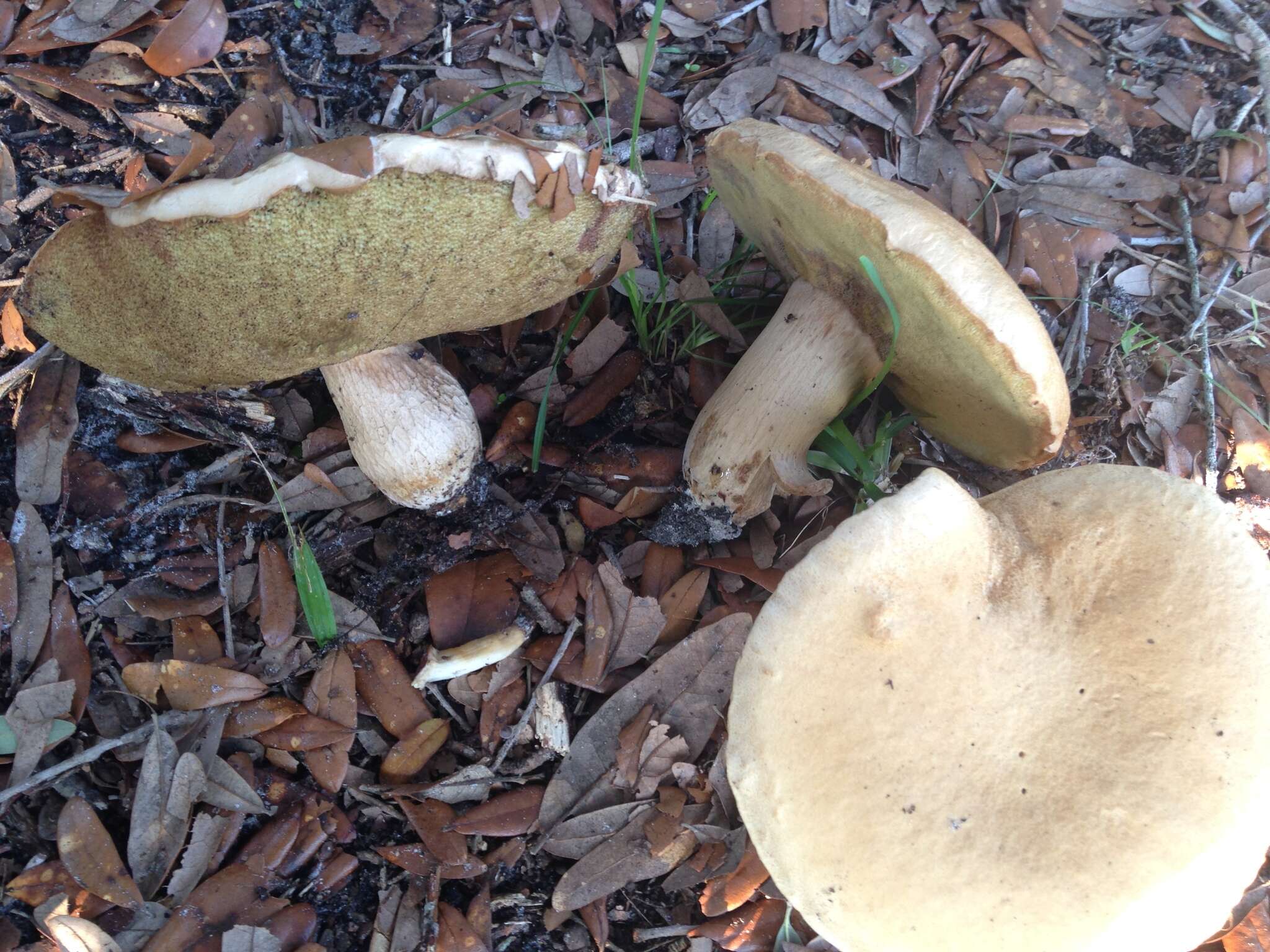 Image of Boletus atkinsonii Peck 1905