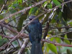 Image of Black-bellied Malkoha