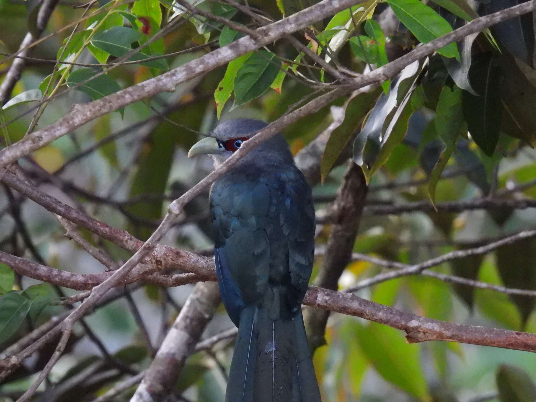 Image of Black-bellied Malkoha