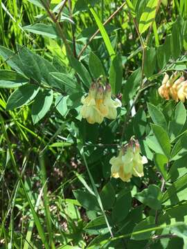 Lathyrus laevigatus subsp. occidentalis (Fisch. & C. A. Mey.) Breistr. resmi