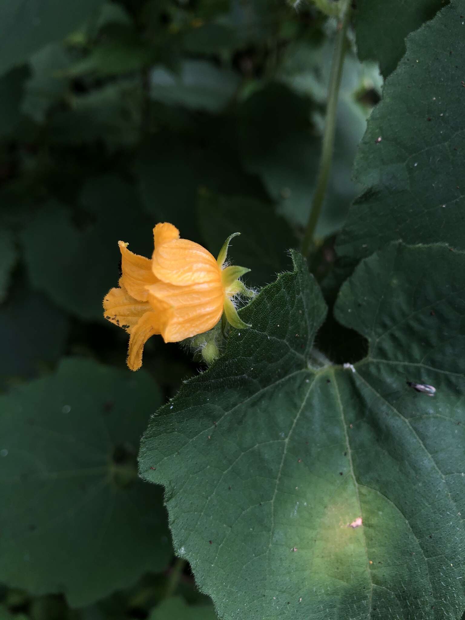 Image of Thladiantha nudiflora Hemsl.