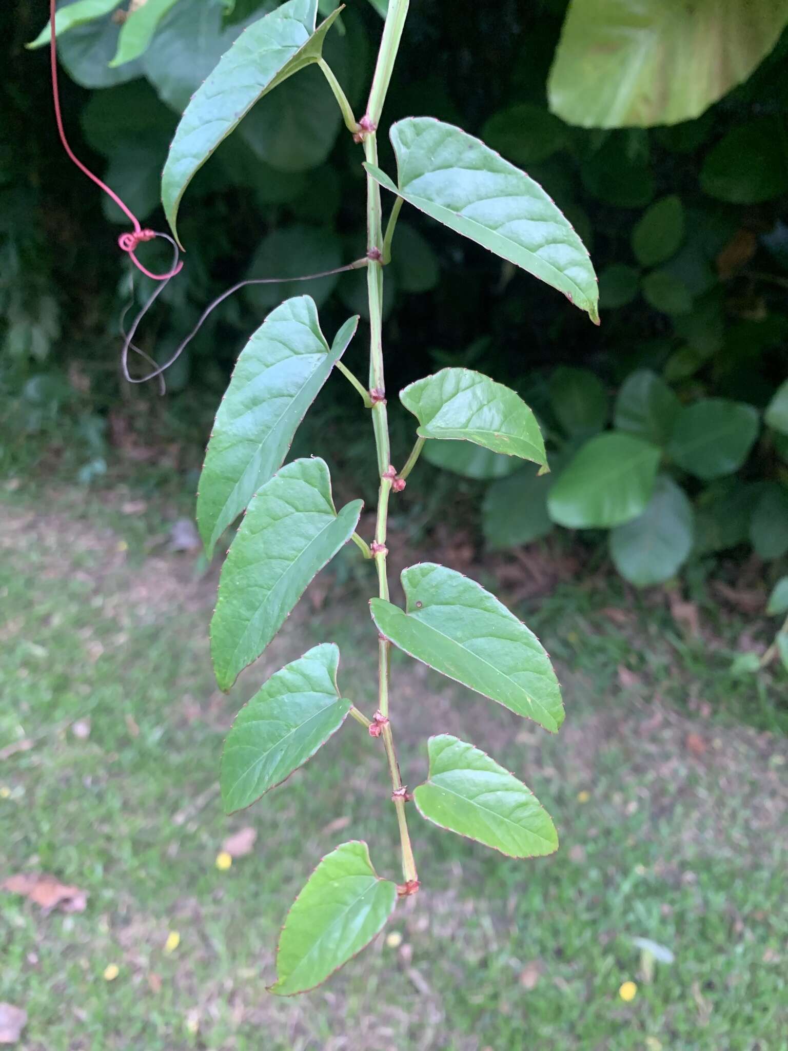 Image de Cissus hastata (Miq.) Planch.