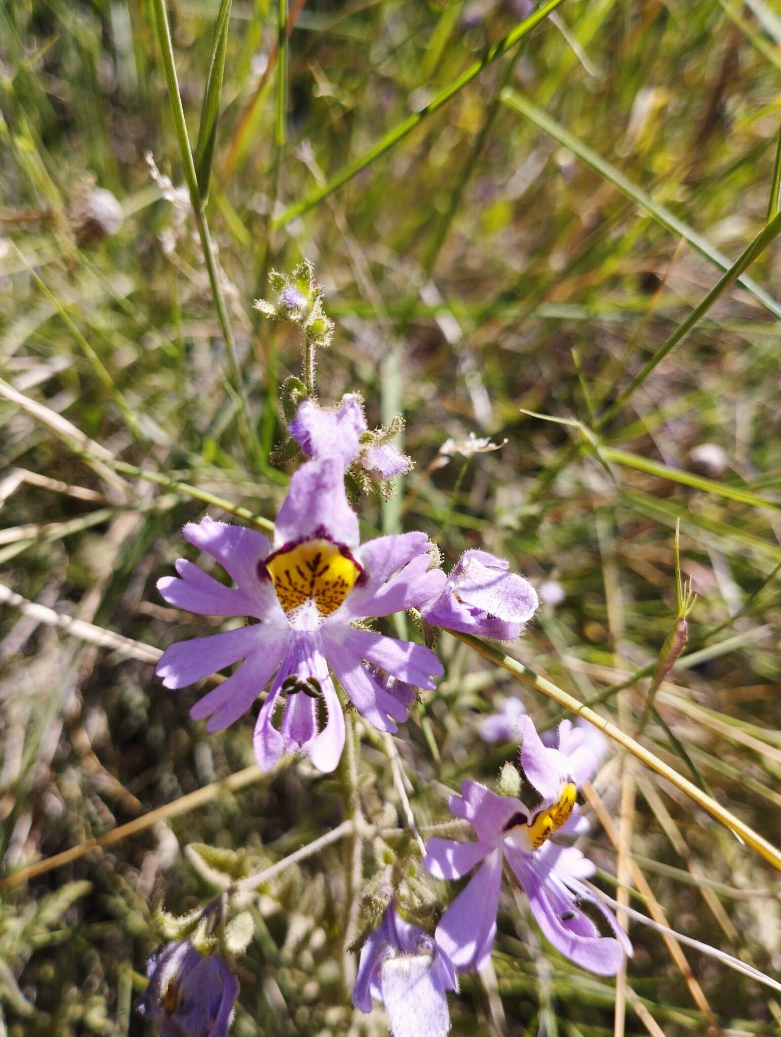 Imagem de Schizanthus pinnatus Ruiz & Pavón