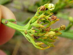 Image of Thesium strictum P. J. Berg.